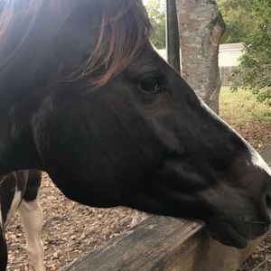 Meet your Posher, Sue